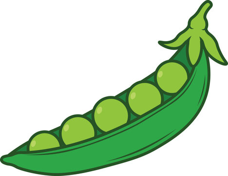 Fresh green peas vegetable isolated on white background vector illustration
