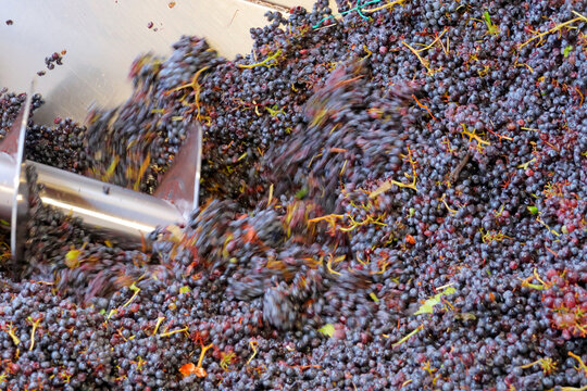le raisin vendange dans le conqu&ecirc;t de r&eacute;ception et la vis sans fin