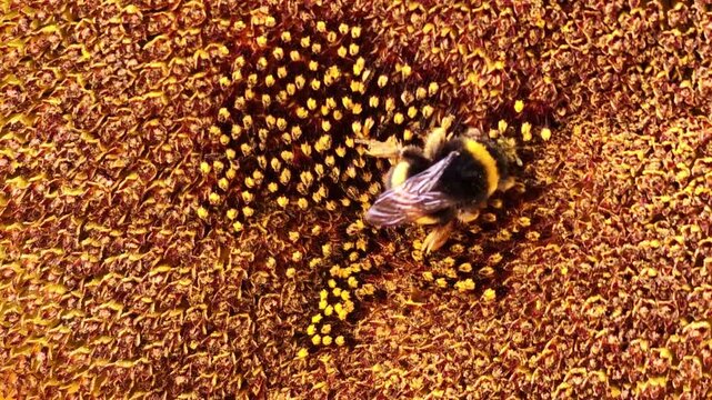 Fixed macro view of a bumblebee gathering pollen across a sunflower center