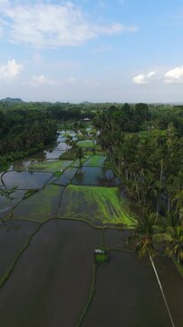 Vertical drone view over flooded rice paddies next to famous Bali palm tree road