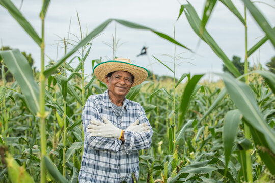 Portrait of old man farmer wearing a straw hat and with his arms crossed, looking at the camera and smiling happily while standing in a cornfield.
