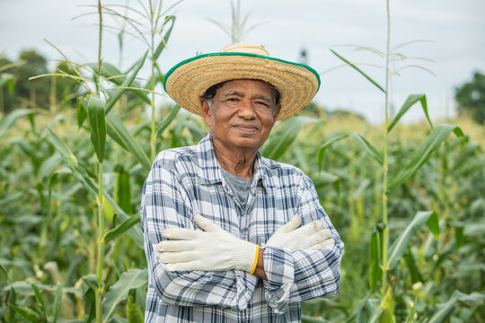 Portrait of old man farmer wearing a straw hat and with his arms crossed, looking at the camera and smiling happily while standing in a cornfield.
