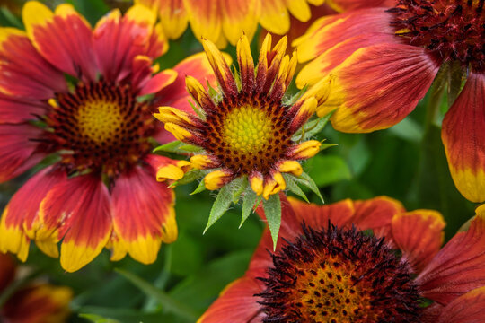 Vibrant Red and Yellow Blanket Flowers in Bloom.