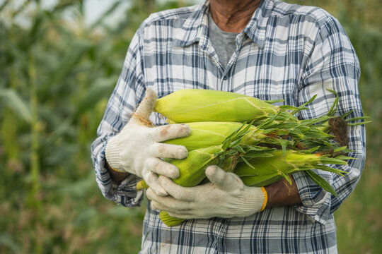 Cropped image, senior farmer with corn in hand outdoors, backdrop of a cornfield, selective focus of corn.