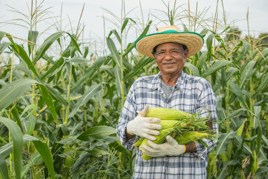 Senior Asian farmer with corn in hand outdoors, backdrop of a cornfield. Close-up