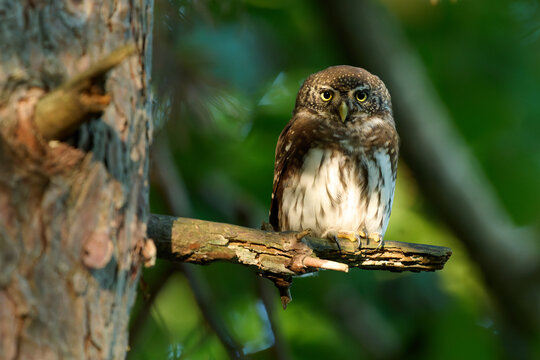 Eurasian pygmy owl sitting on a branch in the forest