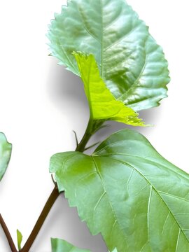 Fresh green leaves sprouting from a plant stem on white background