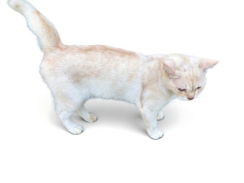 A curious cream cat stands on a white background looking down intently