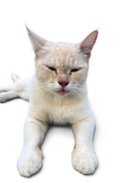A light colored cat comfortably sleeping with eyes closed on white background