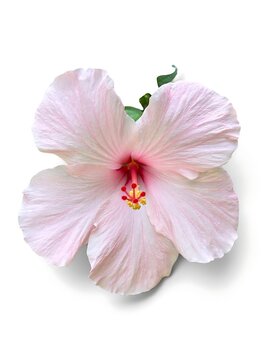 A delicate light pink hibiscus flower on a clean white background