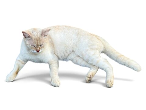 A light colored cat doing a strange stretch on white background