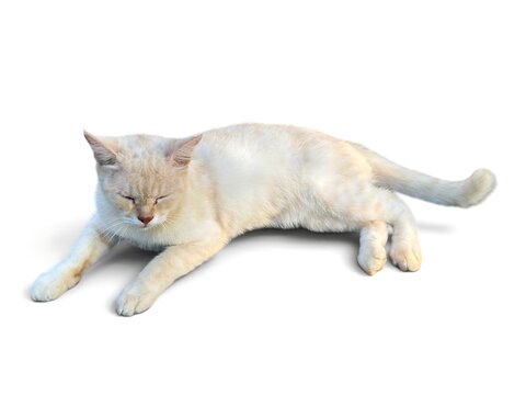 A relaxed cream colored domestic shorthair cat sleeps peacefully on white