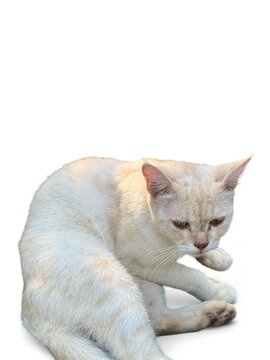A light colored cat is scratching its neck on a white background