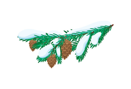 Pine or fir tree branch in winter snow with cones for Christmas winter holiday, cartoon vector icon. Fir, pine or spruce tree snowy branch covered with snowcaps for Christmas and New Year decoration