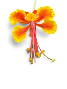 A vibrant orange and yellow peacock flower with long red stamens