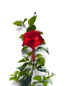 A vibrant red hibiscus flower on a stem with green leaves