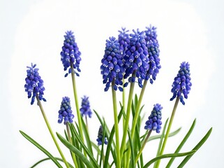 Obraz premium A vibrant and captivating close up photograph showcases a stunning cluster of deep blue grape hyacinths their delicate forms illuminated against a pristine