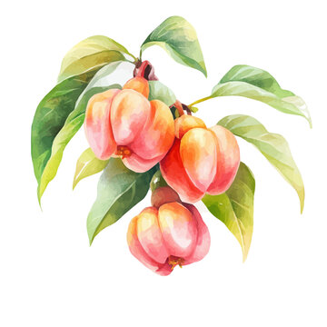 Ackee watercolor artwork, clean semi-realistic fantasy style, soft magical glow, white background