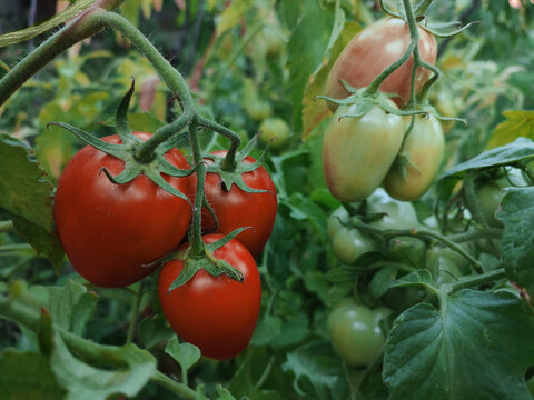 Organic farming, nobody sustainable agriculture, garden harvest, tomatoes in the garden