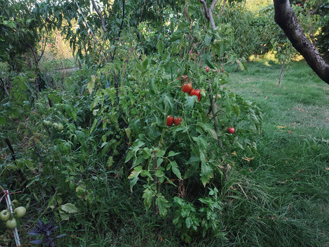 Organic farming, nobody sustainable agriculture, garden harvest, tomatoes in the garden