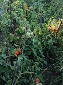 Organic farming, nobody sustainable agriculture, garden harvest, tomatoes in the garden