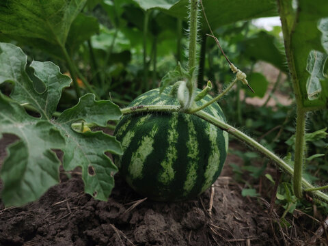 Mini watermelon in the garden: organic farming