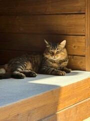 cat © Оля Денега