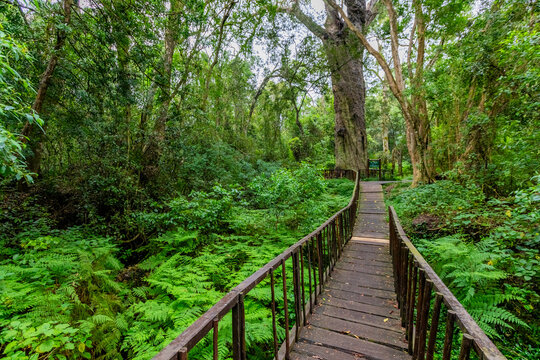 800 year old Woodville Big Tree, Outeniqua forest, South Africa
