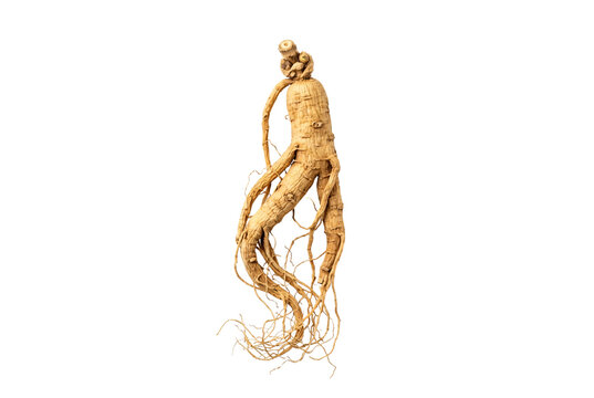 Dry ginseng root with fine fibrous roots isolated cutout PNG