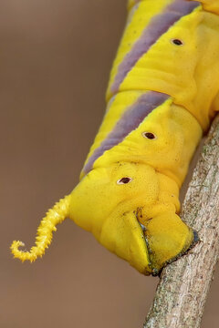 Close-up of a yellow greater death&rsquo;s-head hawkmoth caterpillar (Acherontia lachesis) displaying distinctive diagonal markings and a curved tail horn.