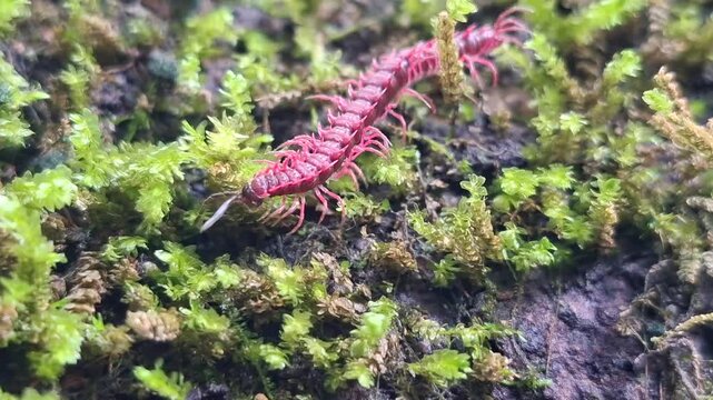 pink dradon millipede on rock