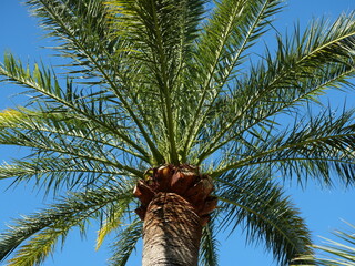 Date palm with fruit clusters and textured leaf bases viewed from below against blue sky in a Mediterranean setting. Phoenix canariensis. Copyspace © Frank