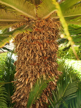Sago palm with dense fibrous trunk and stiff cycad leaves viewed from below in a Mediterranean garden setting Copyspace