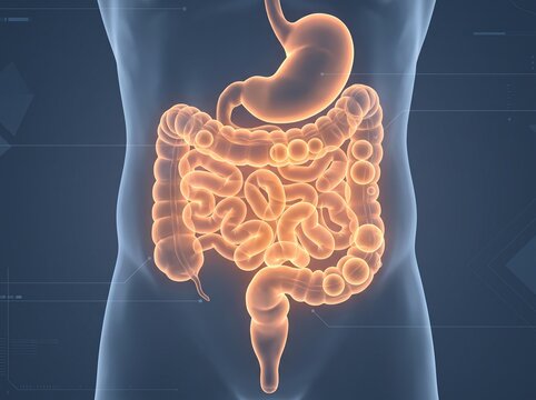 Human Digestive System Anatomy Illustration Glowing Orange Intestines Stomach.