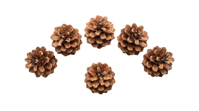 Natural brown pine cones set, six rustic pinecones for winter decor, organic forest seeds for Christmas crafts and seasonal holiday styling isolated PNG with Transparent Background