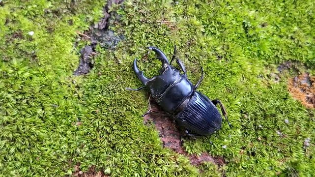 Old-sculptured stag beetle