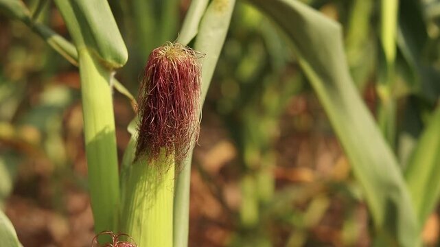 Agricultural corn crop at the stage of grain ripening, crop production and farming concept. Ecologically clean corn cultivation, natural products, healthy food and harvest concept