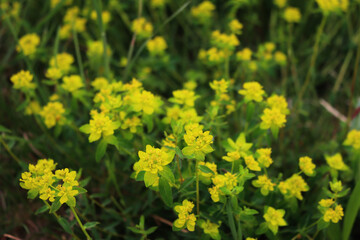 Fototapeta premium Green and yellow flowers of wild Euphorbia plants in the meadow on springtime