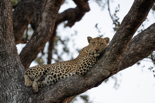 A female leopard lazing in a lead wood tree, Sabi Sands. 