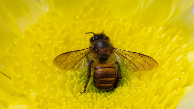Top view macro photograph of honeybee pollinating bright yellow chrysanthemum flower