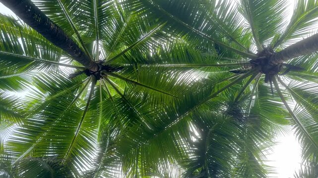 Palm Trees Viewed from Below Against Blue Sky in Shenzhen Park &ndash; Tropical Fronds and Clear Summer Sky