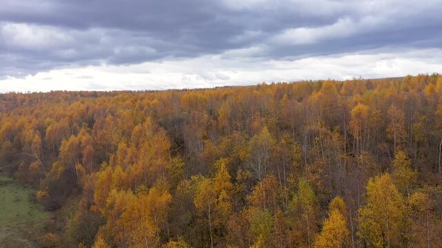 Aerial view of autumn forest canopy