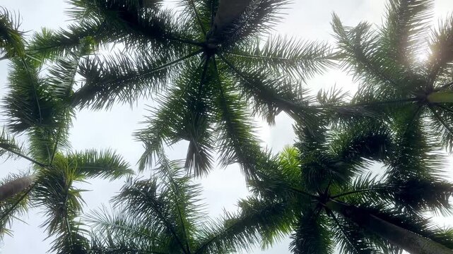 Palm Trees Viewed from Below Against Blue Sky in Shenzhen Park &ndash; Tropical Fronds and Clear Summer Sky