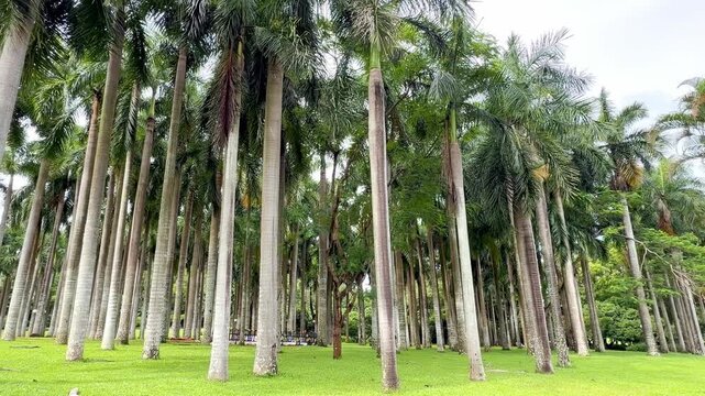 Palm Trees Viewed from Below Against Blue Sky in Shenzhen Park &ndash; Tropical Fronds and Clear Summer Sky