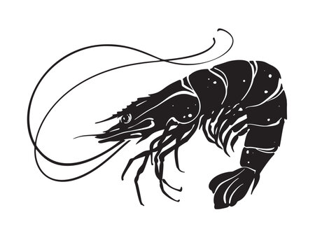 Black and white vector illustration of a whole fresh shrimp isolated on white background.