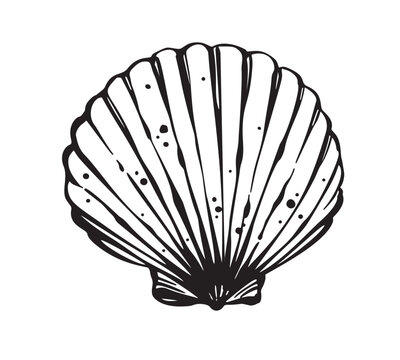 Seashell line art vector illustration. Black and white contour drawing of sea shell isolated on white background.