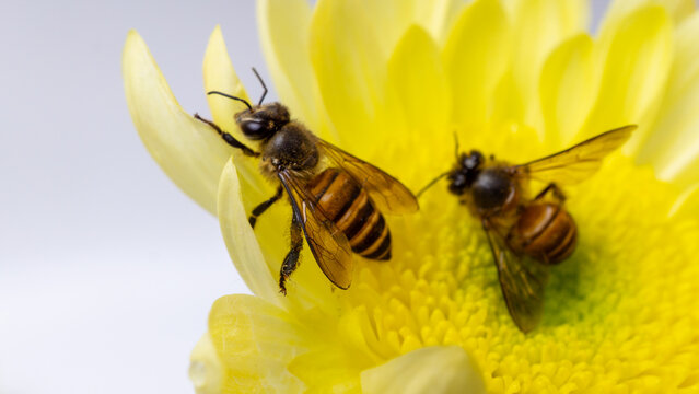 Top view macro photograph of honeybee pollinating bright yellow chrysanthemum flower