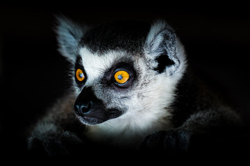Extreme close-up of a ring-tailed lemur's amber-colored eyes, portrait with high-contrast light and shadow artistic vibe © Yf