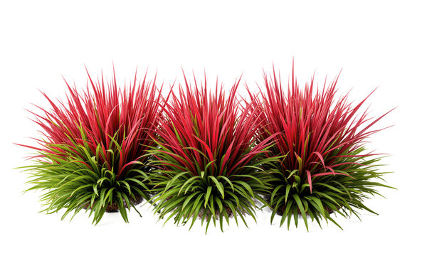 Japanese Blood Grass (Imperata cylindrica) A striking ornamental grass that turns red in the fall, Japanese blood grass adds color