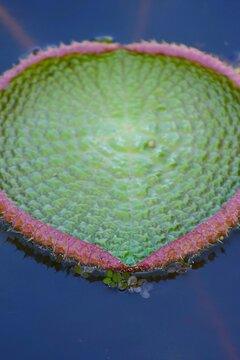 Water lilly green leaf floating on the water in the garden exotic plant background
